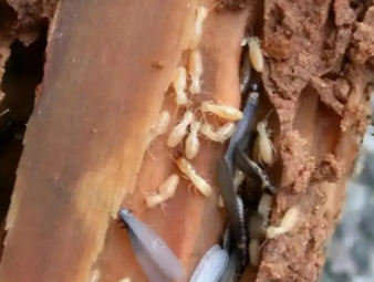 双鸭山市白蚁防治公司分享农村自建房白蚁高发原因与全套防治方案